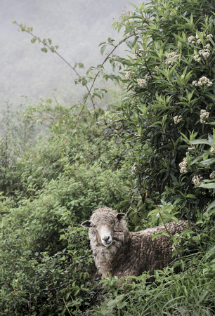 Full fleece sheep in Peru, South Americaの写真素材