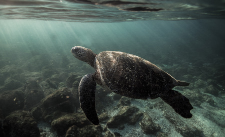 Green sea turtle (Chelonia mydas) swimming underwater in the Galapagos Islandsの写真素材