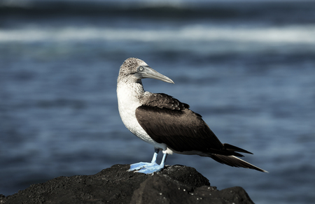 Blue footed booby (Sula nebouxii) standing on volcanic rock, Galapagos Islandsの写真素材