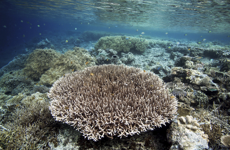 Coral reef underwater view in Raja Ampat, West Papua, Indonesiaの写真素材