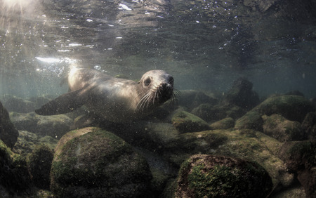 Curious Galapagos sea lion (Zalophus wollebaeki) underwaterの写真素材