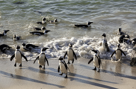 African penguins swimming on sand at Boulders Beach, Cape Townの写真素材