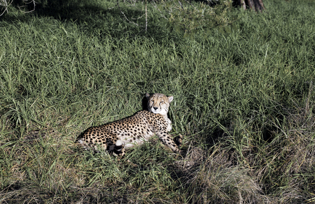 A cheetah (Acinonyx jubatus) resting in lush green grass in South Africaの写真素材