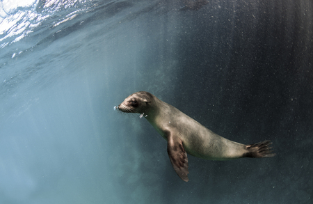 Young Galapagos sea lion (Zalophus wollebaeki) underwaterの写真素材