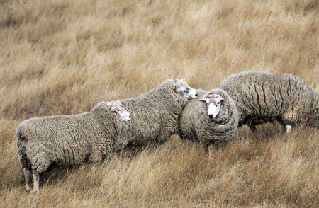 Sheep with full fleece of wool ready for summer shearing, New Zealandの写真素材