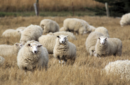 Sheep with full fleece of wool ready for summer shearing, New Zealandの写真素材