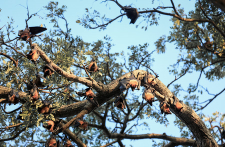 Indian flying fox (Pteropus giganteus) colony hanging from tree, Sri Lankaの写真素材