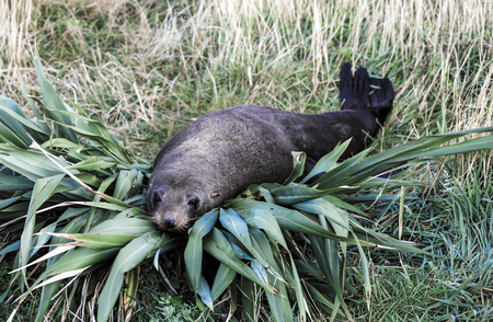 New Zealand fur seal (Arctocephalus forsteri) resting on flax bushの写真素材