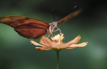 Butterfly pollinating flowerの写真素材