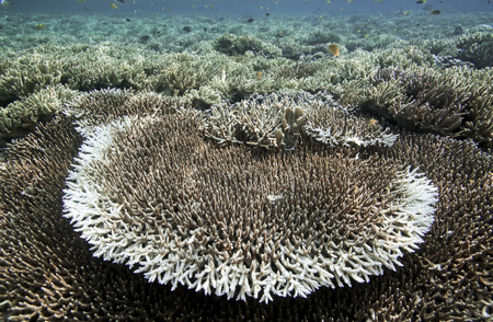 Coral reef underwater view in Raja Ampat, West Papua, Indonesiaの写真素材