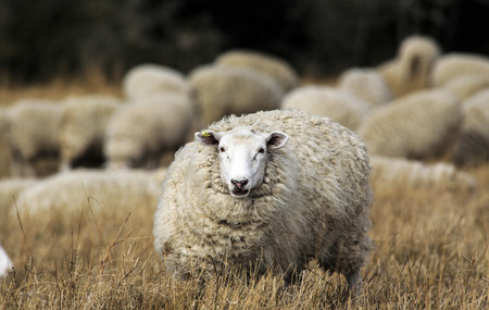 Sheep with full fleece of wool just before summer shearingの写真素材