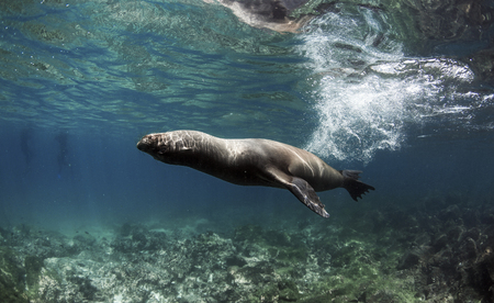 Galapagos sea lion (Zalophus wollebaeki) swimming fast underwaterの写真素材