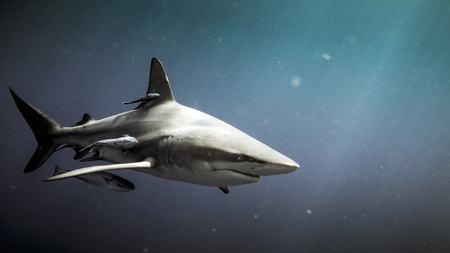 Oceanic blacktip shark (Carcharhinus limbatus) and remora fish underwater in Natal, South Africaの写真素材