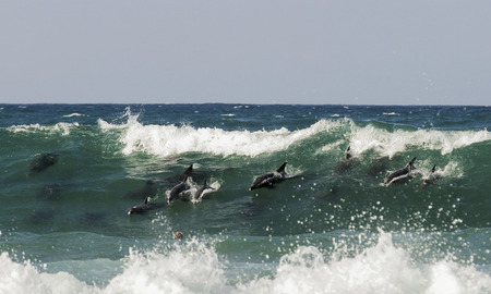 Pod of bottlenose dolphins surfing a waveの写真素材