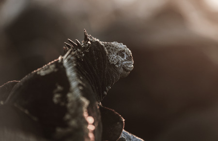 Marine iguana on rocky coastline at sunset, Galapagos Islandsの写真素材