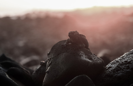 Marine iguana on rocky coastline at sunset, Galapagos Islandsの写真素材