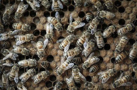 Honey bees busy on hiveの写真素材