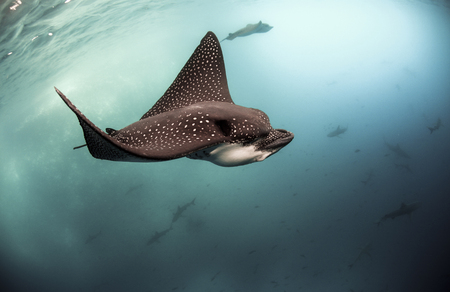 Spotted eagle rays (Aetobatus narinari) swimming underwater, Galapagos Islandsの写真素材