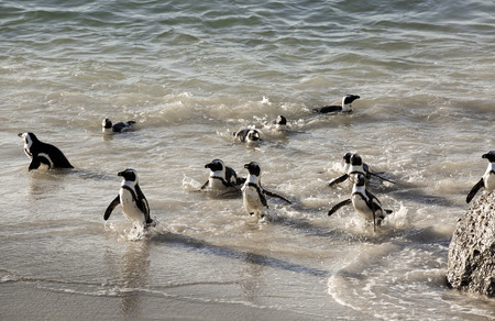 African penguins swimming on sand at Boulders Beach, Cape Townの写真素材