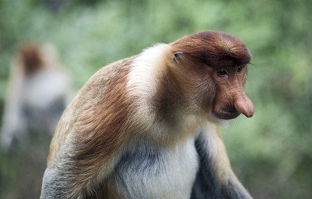 Male proboscis monkey in mangrove forest, Borneo, Malaysiaの写真素材