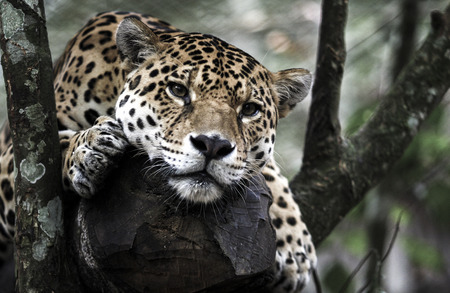 Jaguar (Panthera onca) resting on tree in jungleの写真素材