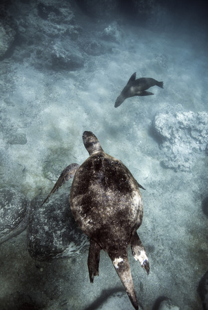 Green sea turtle and Galapagos sea lion swimming underwaterの写真素材