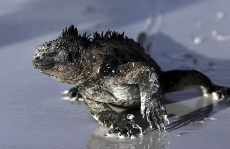 Marine iguana walking along sandy beach in Galapagos Islandsの写真素材