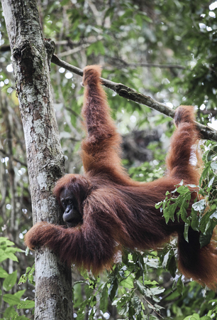 Sumatran orangutan (Pongo abelii) hanging from tree in Gunung Leuser National Parkの写真素材