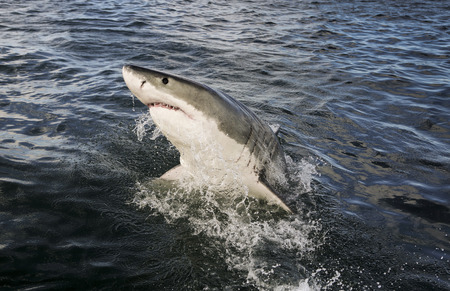 Great white shark (Carcharodon carcharias) breaching on ocean surfaceの写真素材