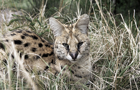 Serval (Leptailurus serval) cat resting in grassの写真素材