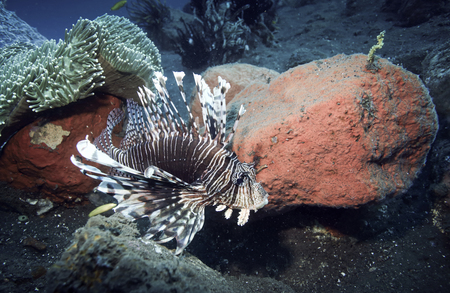 Lionfish (Pterois) underwater in Tulamben, Baliの写真素材
