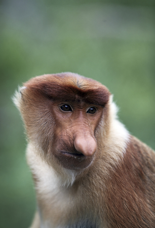 Male proboscis monkey in mangrove forest, Borneo, Malaysiaの写真素材