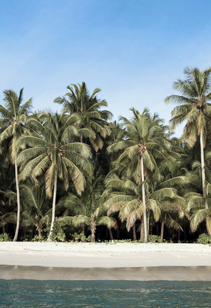 Coconut palms on deserted white sand beach in paradiseの写真素材