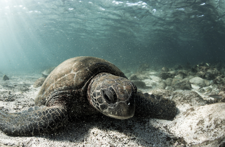 Green sea turtle (Chelonia mydas) resting on ocean floor in the Galapagos islandsの写真素材