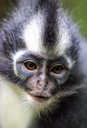Thomas's Langur (Presbytis thomasi) monkey, Gunung Leuser national park, Sumatraの写真素材