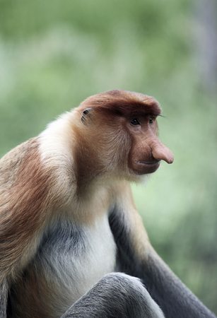 Male proboscis monkey in mangrove forest, Borneo, Malaysiaの写真素材