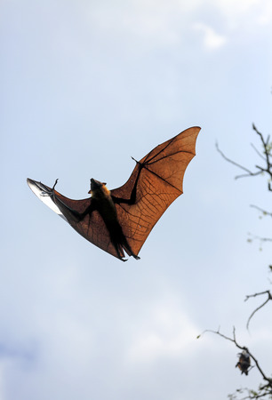 Indian flying fox (Pteropus giganteus) in skyの写真素材