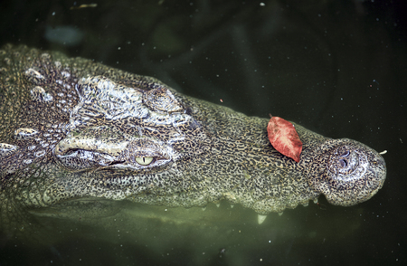 Siamese crocodile (Crocodylus siamensis) lurking in swampの写真素材