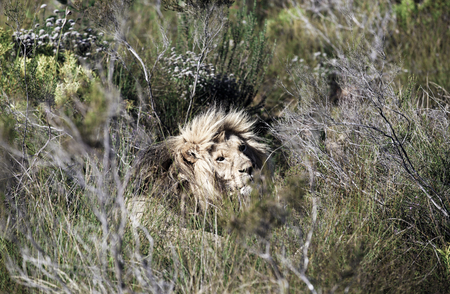 Male lion (Panthera leo) resting among vegetationの写真素材