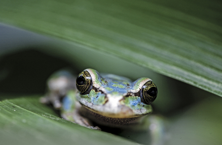 Masked Tree Frog (Smilisca phaeota) camouflaged among plant leavesの写真素材