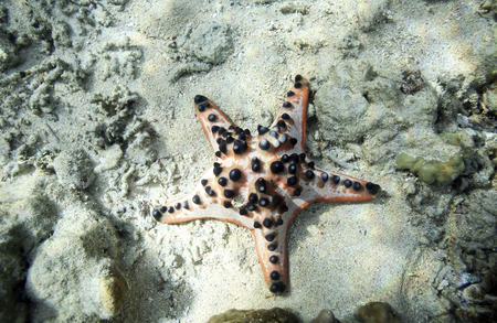 Chocolate Chip Sea Star on ocean floorの写真素材