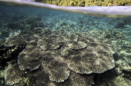 Coral reef underwater view, Bunaken Island, Sulawesi, Indonesiaの写真素材