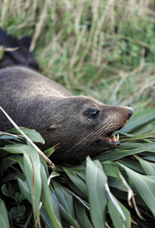 New Zealand fur seal (Arctocephalus forsteri) resting on flax bushの写真素材