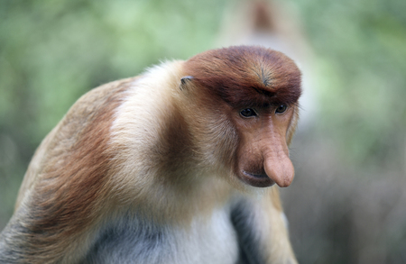Male proboscis monkey in mangrove forest, Borneo, Malaysiaの写真素材
