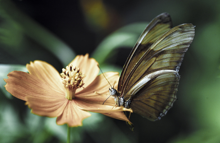 Butterfly pollinating flowerの写真素材