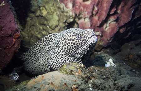 Laced moray eel (Gymnothorax favagineus) underwater among coral reef in Baliの写真素材