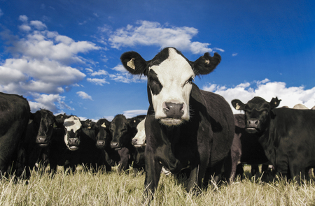 Herd of curious cattle in dry summer field, New Zealandの写真素材
