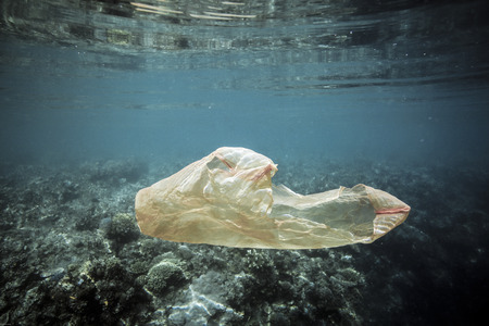 Plastic bag floating over coral reef underwater