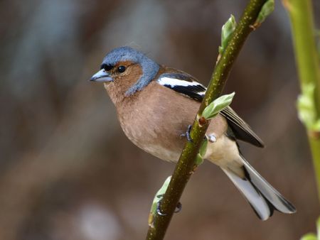 Chaffinch の写真素材
