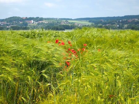 Barley Field の写真素材